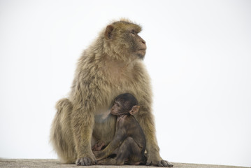 mutter mit baby - affen
