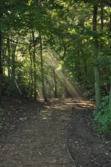 Fototapeta premium Wood