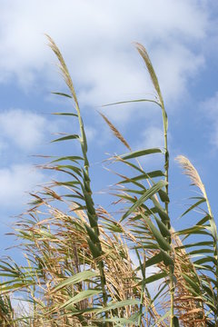 Tall grass with the blue clear sky in the background