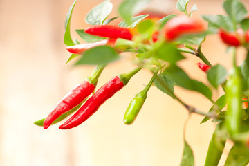 red chilli pepper plant, very hot!