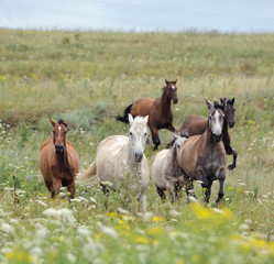Fototapeta na wymiar herd of wild horses running on the field