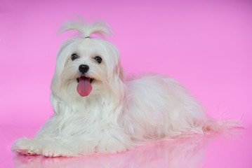A cute white Maltese dog lies on smooth surface în pink backgrou
