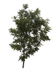 single tree