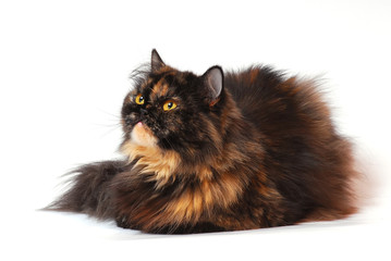 Persian tortie cat on white background looks on the left upwards