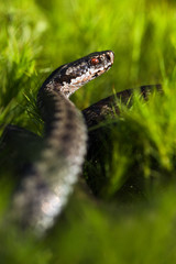 The Common Viper