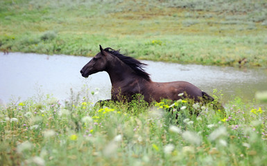 black wild horse running gallop on the field