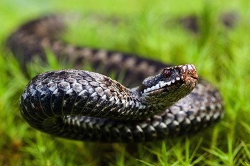 The angered viper.