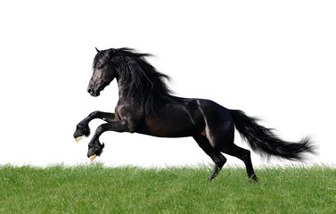 isolated friesian horse playing on the grass