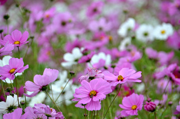 コスモス