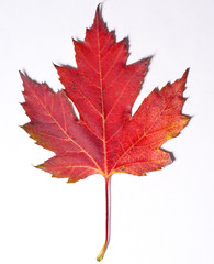 Leaf