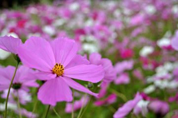 コスモス