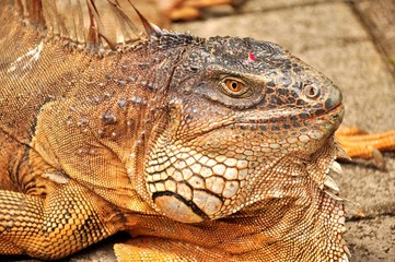 Iguana verde (Iguana iguana)