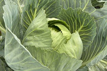 Cabbage Patch in Oregon CloseUp