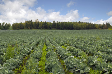 Cabbage Patch in Oregon