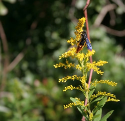 wasp