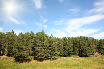Fototapeta na wymiar Beautiful summer landscape with wood and a green meadow.