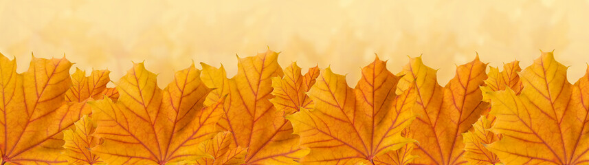 Fototapeta na wymiar Pomarańczowy jesienią liści klonu, panorama