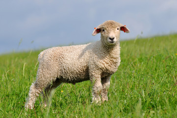 cute lamb