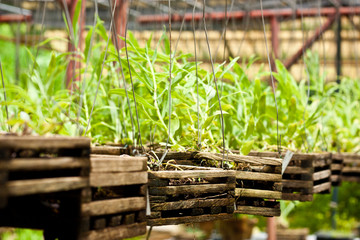 Fototapeta premium Orchid Nursery Plantation