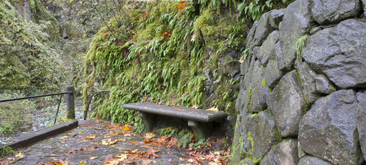 Stone Bench on Oneonta Gorge Trail Panorama
