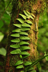 Obraz premium Helecho conquistando árbol en el bosque tropical