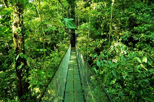 Fototapeta Puente colgante sobre bosque topical