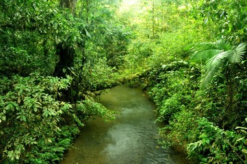 Río por la selva de Costa Rica - obrazy, fototapety, plakaty