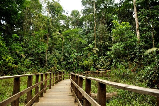 Fototapeta Puente sobre la selva de Costa Rica