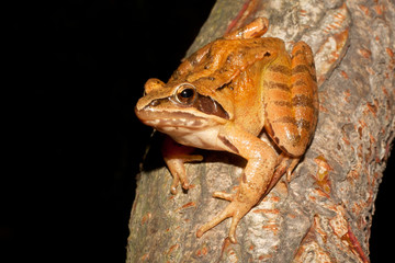 Agile Frog - Rana dalmatina on a branch