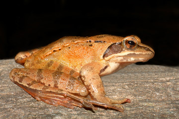 Agile Frog - Rana dalmatina on a branch