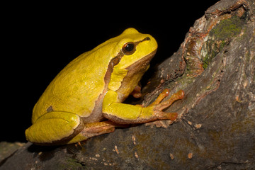 Green Tree Frog on a branch (Hyla arborea)