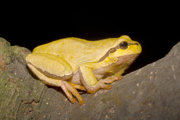 Green Tree Frog on a branch (Hyla arborea)