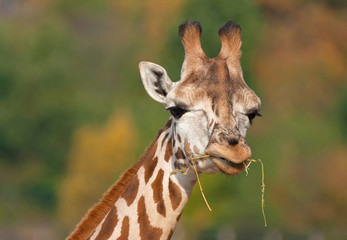 Obraz premium giraffe