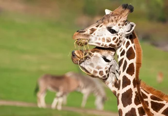 Rolgordijnen Giraf couple of giraffe eating