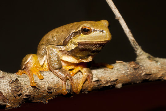 Green Tree Frog on a branch (Hyla arborea)