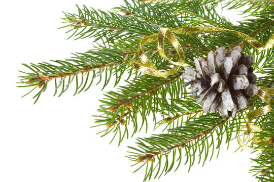 decorated fir tree with cone
