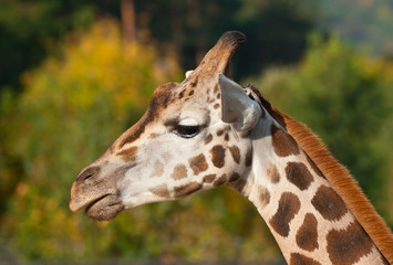 giraffe