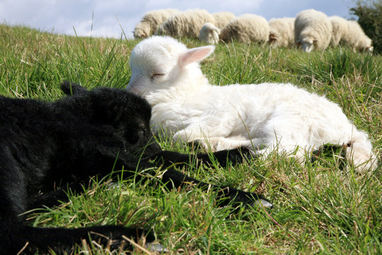 White And Black Sleeping Lambs.