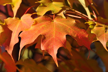 Fototapeta na wymiar Beautiful fall leaf close up