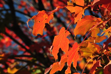 Red fall leaves in the sun.