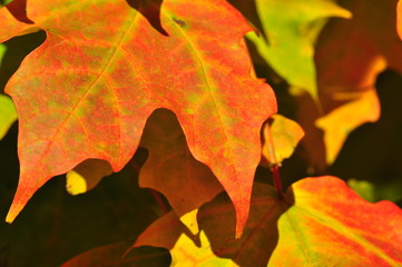 Naklejka na ściany i meble Close up of colorful fall leaves