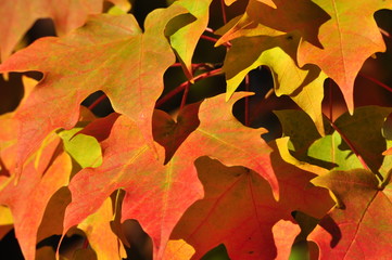 Fall leaves in the sunlight