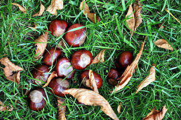 Castagne d'India