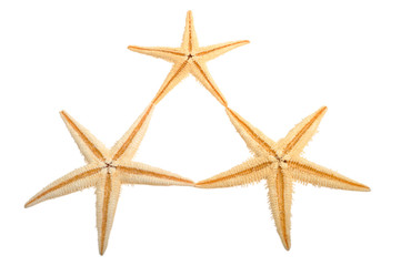 Fototapeta na wymiar Sea star isolated on white background