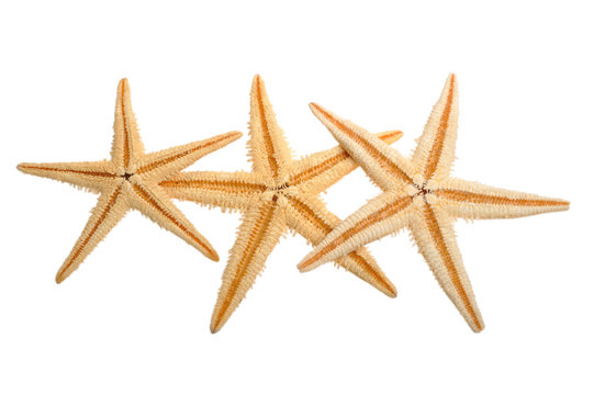 Sea star isolated on white background