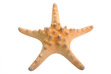 starfish isolated on a white background