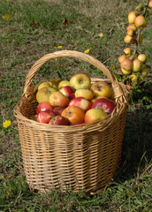 récolte de pommes