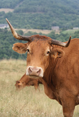 Obraz premium Animal ferme vache 42