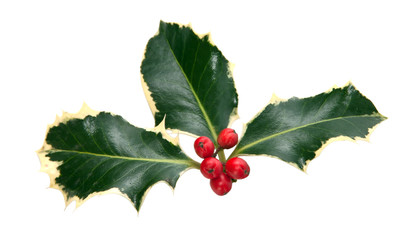 holly leaves and berries isolated on a white background