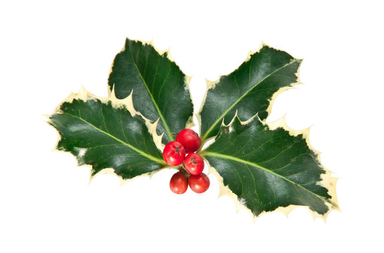holly leaves and berries isolated on a white background